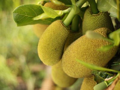 Jackfruit Category