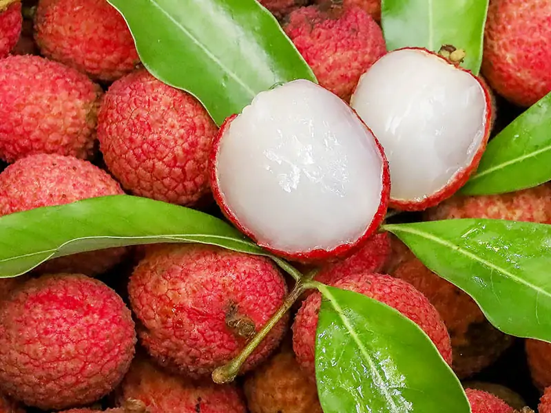 Lychee Fruit