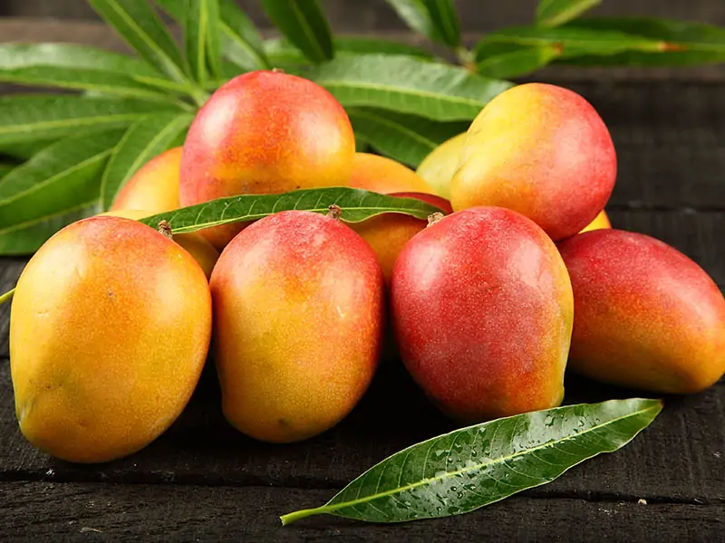 Mango Fruit